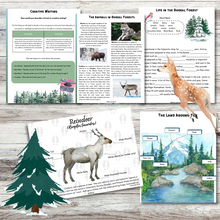 Load image into Gallery viewer, Winter Forest: A Unit Study