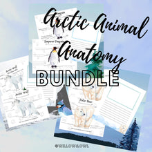 Load image into Gallery viewer, Arctic Animal Anatomy Bundle with Penguin, Polar Bear, & Wolf