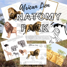 Load image into Gallery viewer, African Lion Anatomy Pack with Activities
