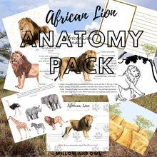 Load image into Gallery viewer, African Lion Anatomy Pack with Activities