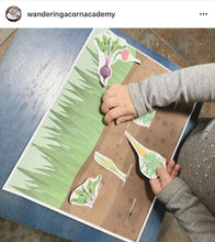 Load image into Gallery viewer, Vegetable Fact Cards & Anatomy