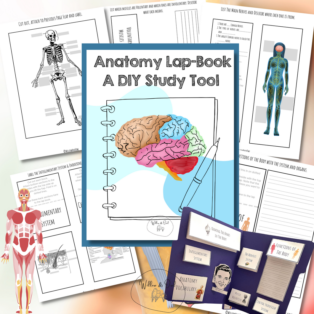 Anatomy & Physiology Lapbook Study Tool