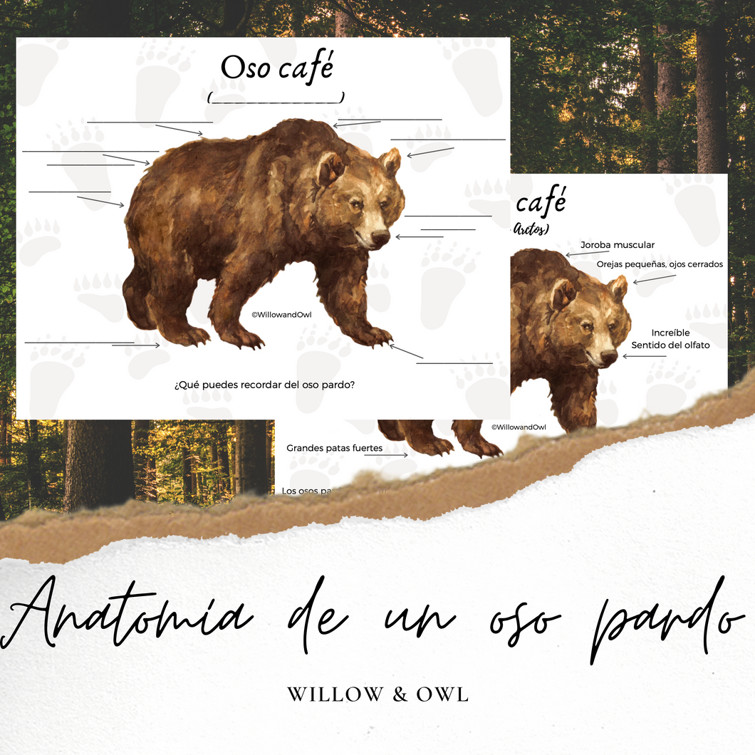Anatomía de un oso pardo- Brown Bear Anatomy in Spanish