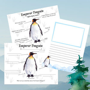 Emperor Penguin Anatomy Pack