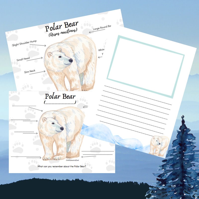 Polar Bear Anatomy Pack