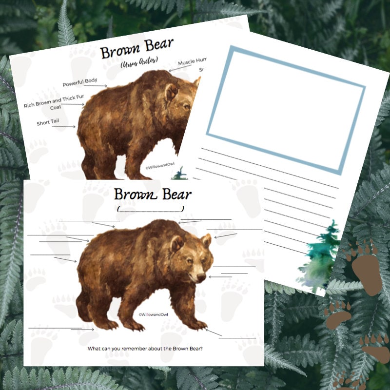 Brown Bear Anatomy Pack