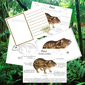 Paca Rainforest Animal Anatomy Pack for Amazon Study
