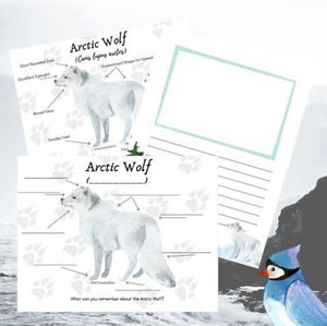 Arctic Animal Anatomy Bundle with Penguin, Polar Bear, & Wolf